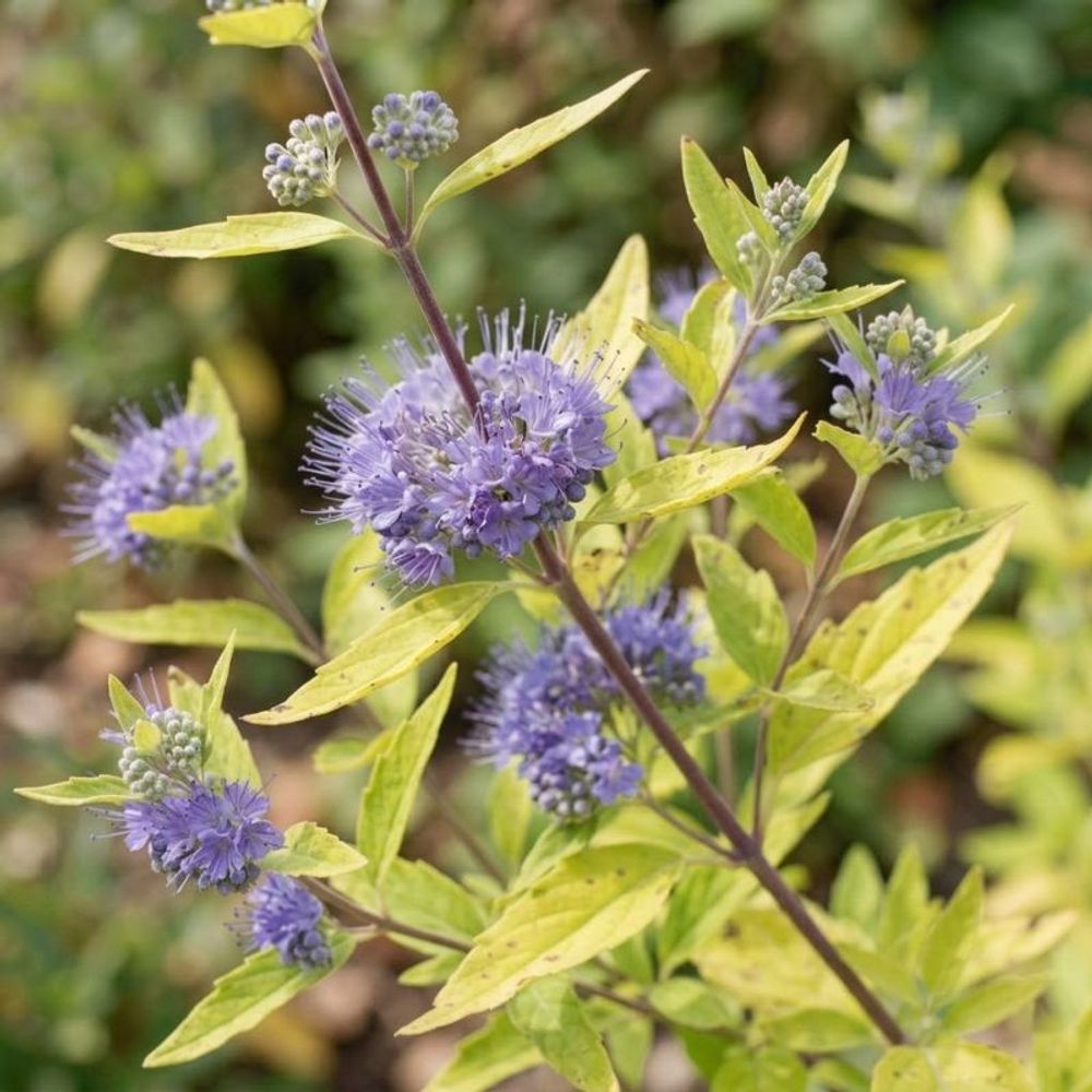 Caryoptéris 'worcester gold' (caryopteris x clandonensis 'worcester gold')