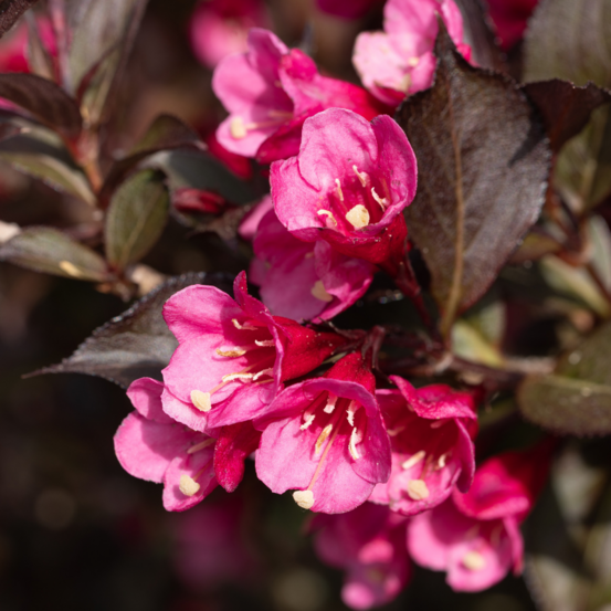 Weigela florida minor black - weigela florida minor black 40/50 cm pot 3l