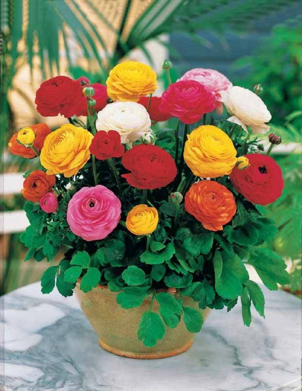 Plantes Résistant à L'hiver - Perennial Power