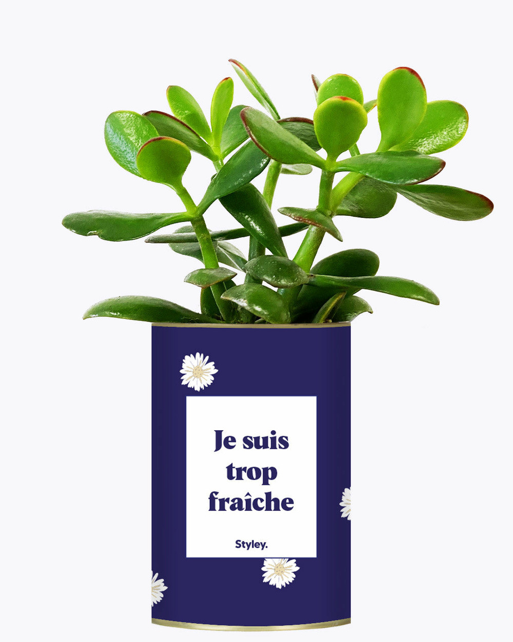 Plante à message - je suis trop fraîche - cactus
