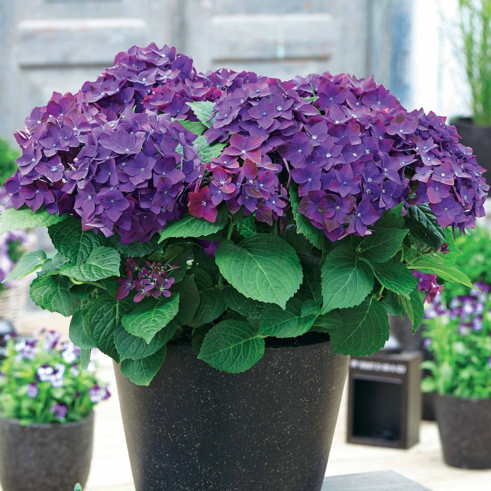 Hortensia violet intense - le pot / ø 13cm / 3-5 branches / hauteur livrée 15-20cm