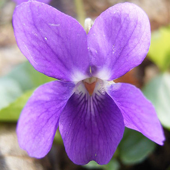 6 x violette à parfum - viola odorata - godet 9cm x 9cm
