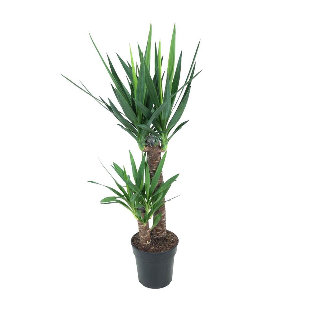 Yucca elephantipes - ø21cm - ↕100cm - plantes d'intérieur