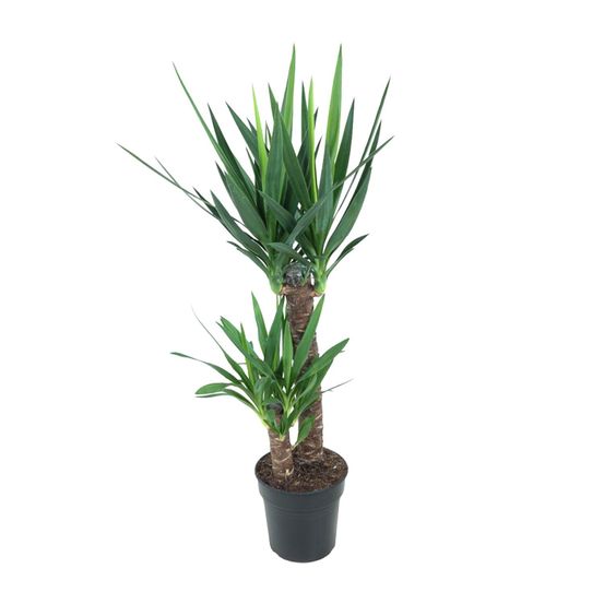 Yucca elephantipes - ø21cm - ↕100cm - plantes d'intérieur