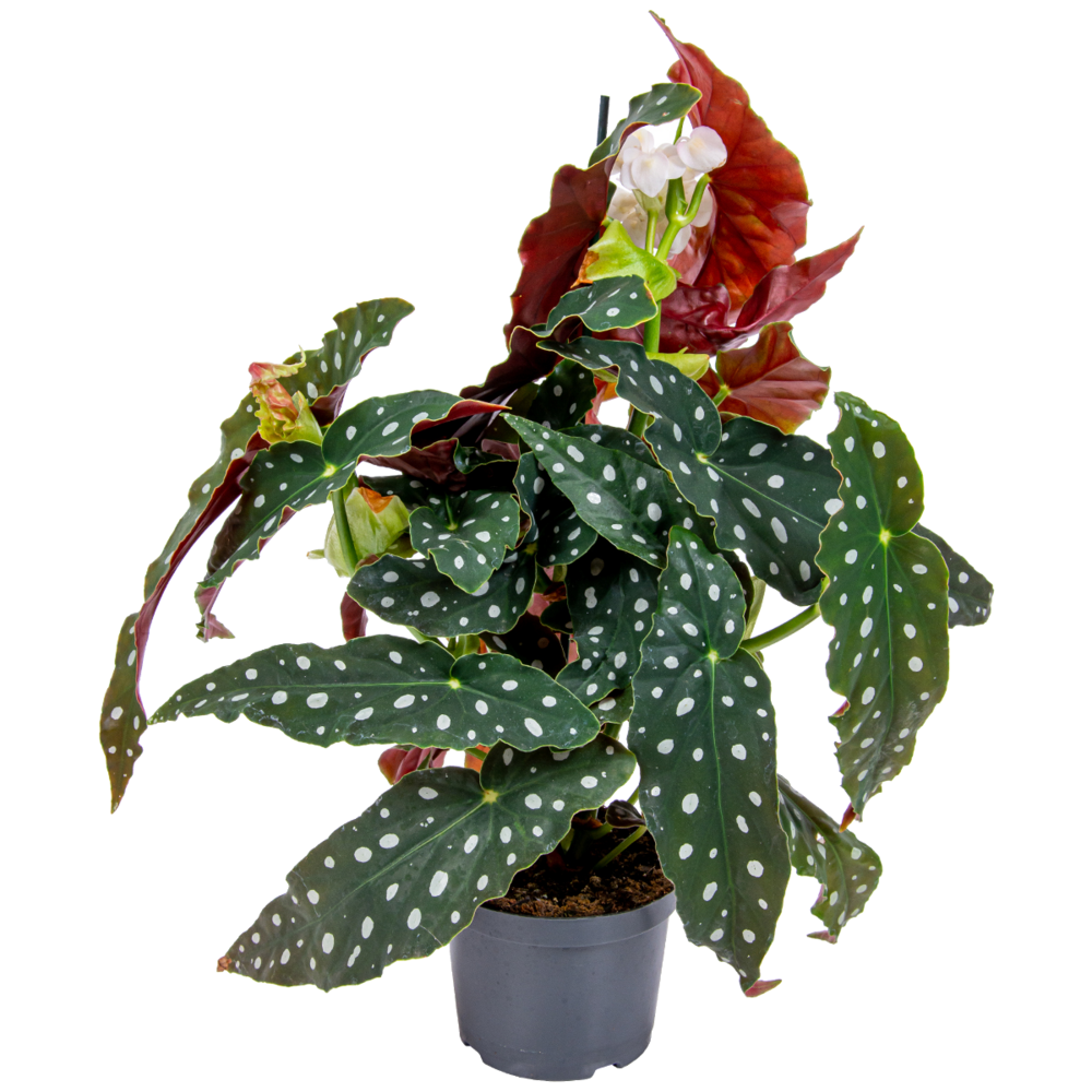 Begonia maculata - bégonia à pois - plante à pois - 20-30 cm de haut - pot 12 cm