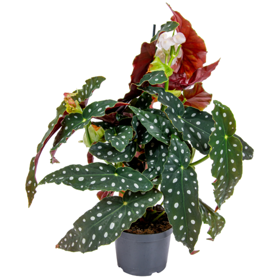 Begonia maculata - bégonia à pois - plante à pois - 20-30 cm de haut - pot 12 cm