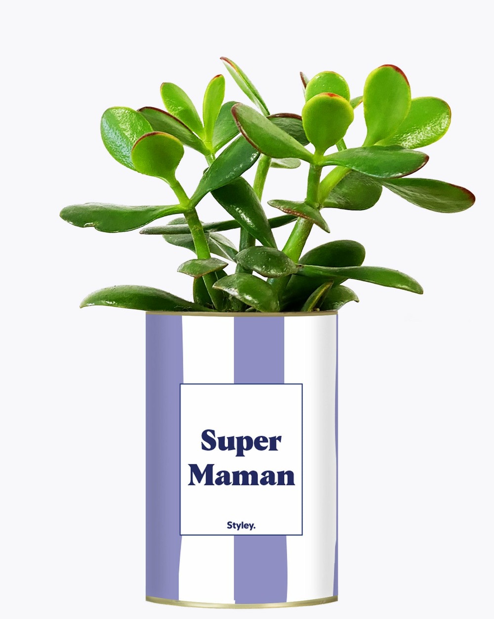 Plante personnalisée - super maman - cactus