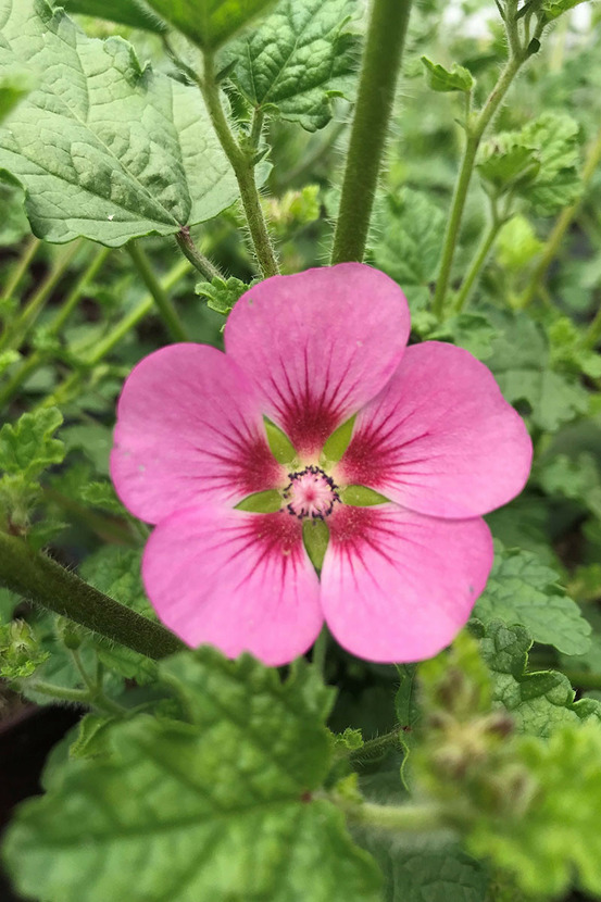 Mauve du cap 'lady in pink' - en pot de 3 litres