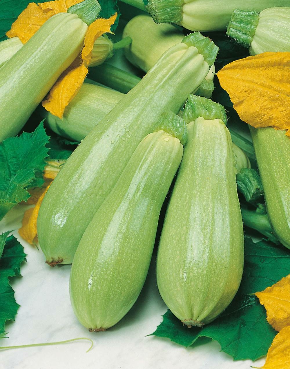 Courgette amalthee hf1 - 5 g