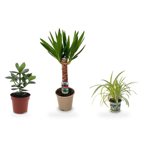 Trio costauds — yucca elephantipes, clusia princess & chlorophytum comosum variegatum