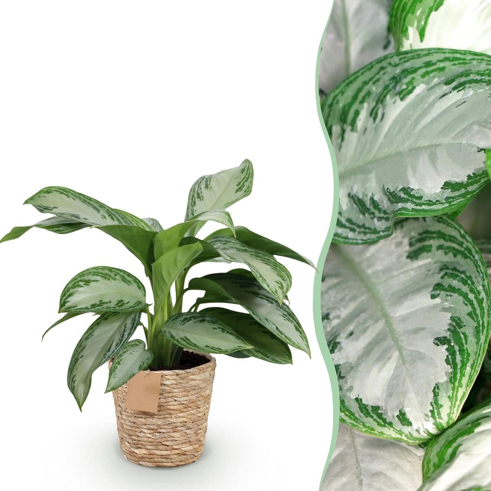 Aglaonema silver bay - pot de 17cm - hauteur 70-75cm - plantes d'intérieur