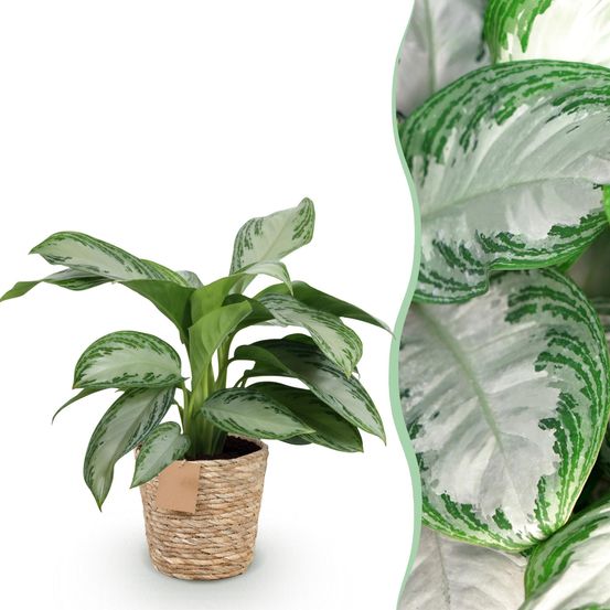 Aglaonema silver bay - pot de 17cm - hauteur 70-75cm - plantes d'intérieur