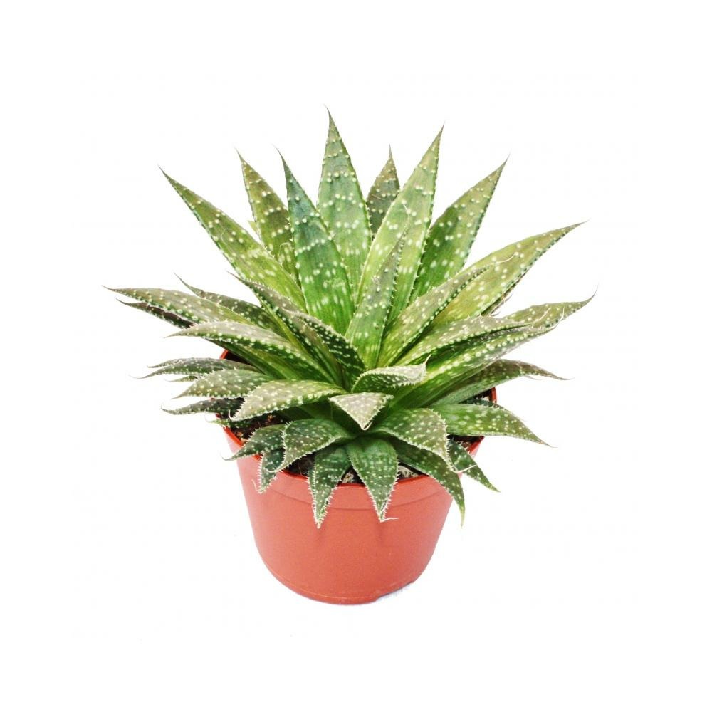 Aloe arristata - grande plante en pot de 12 cm