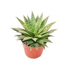 Aloe arristata - grande plante en pot de 12 cm