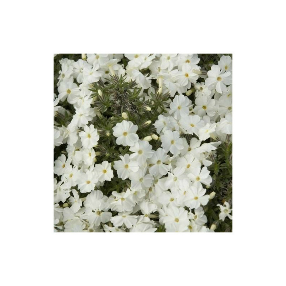 Phlox nain white admiral, phlox mousse lot de 5 godets