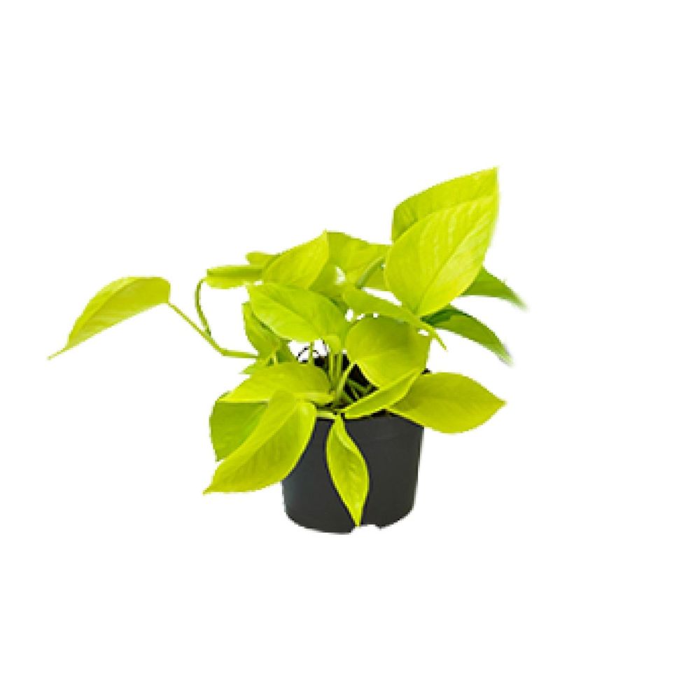 Epipremnum golden pothos - scindapsus - promo - ø12 - ↕15cm - plantes d'intérieur
