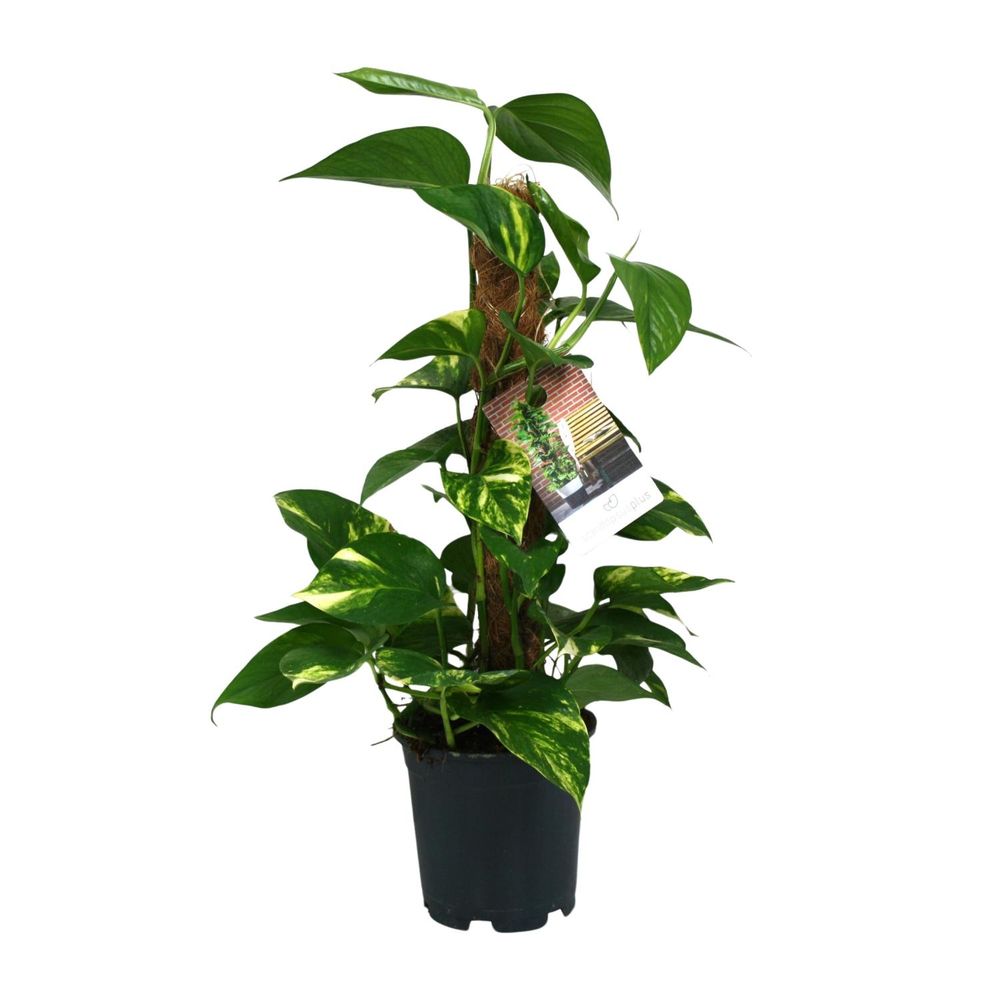 Scindapsus epipremnum - ø15cm - ↕50cm - plantes d'intérieur