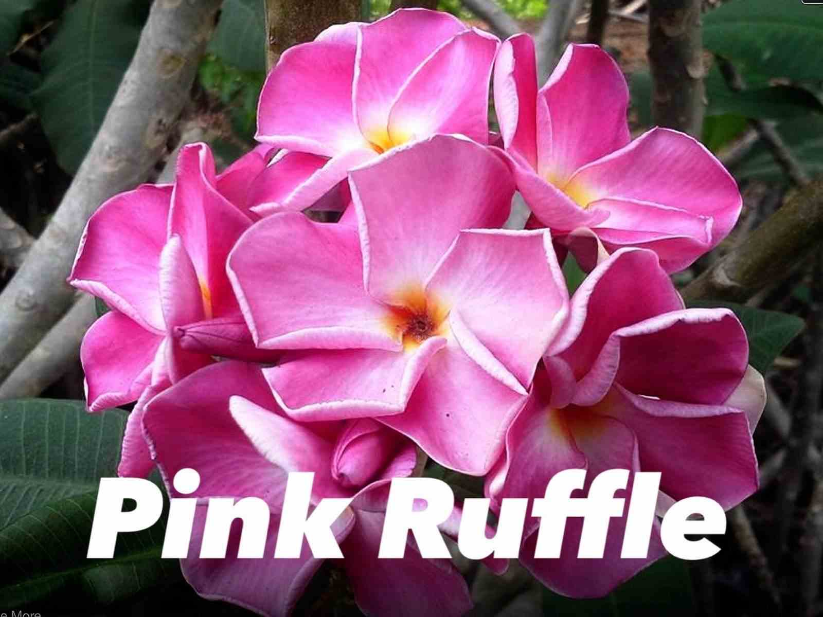 Plumeria rubra "pink ruffle" (frangipanier)   rose - taille pot de 2 litres ? 20/30 cm