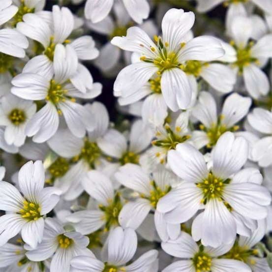 2 Oreilles de Souris ou Céraiste 'Columnae…