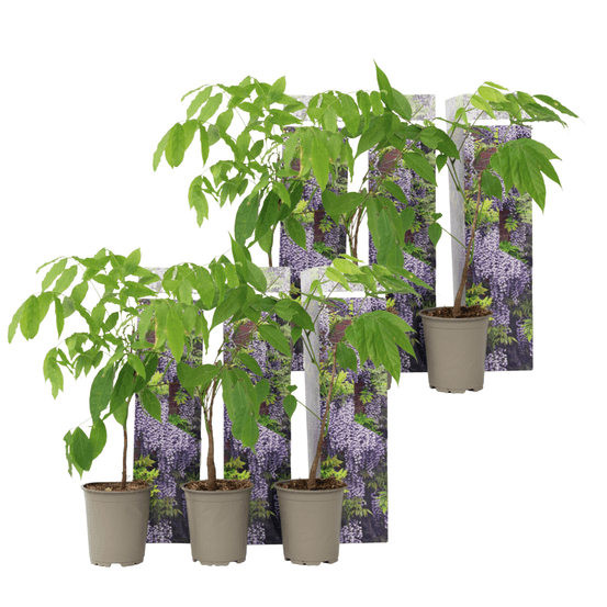 Glycine - set de 6 - wisteria sinensis - hauteur 25-40cm - ⌀9cm