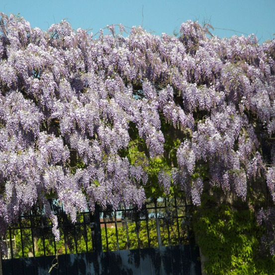 Glycine de chine godet - 5/10 cm