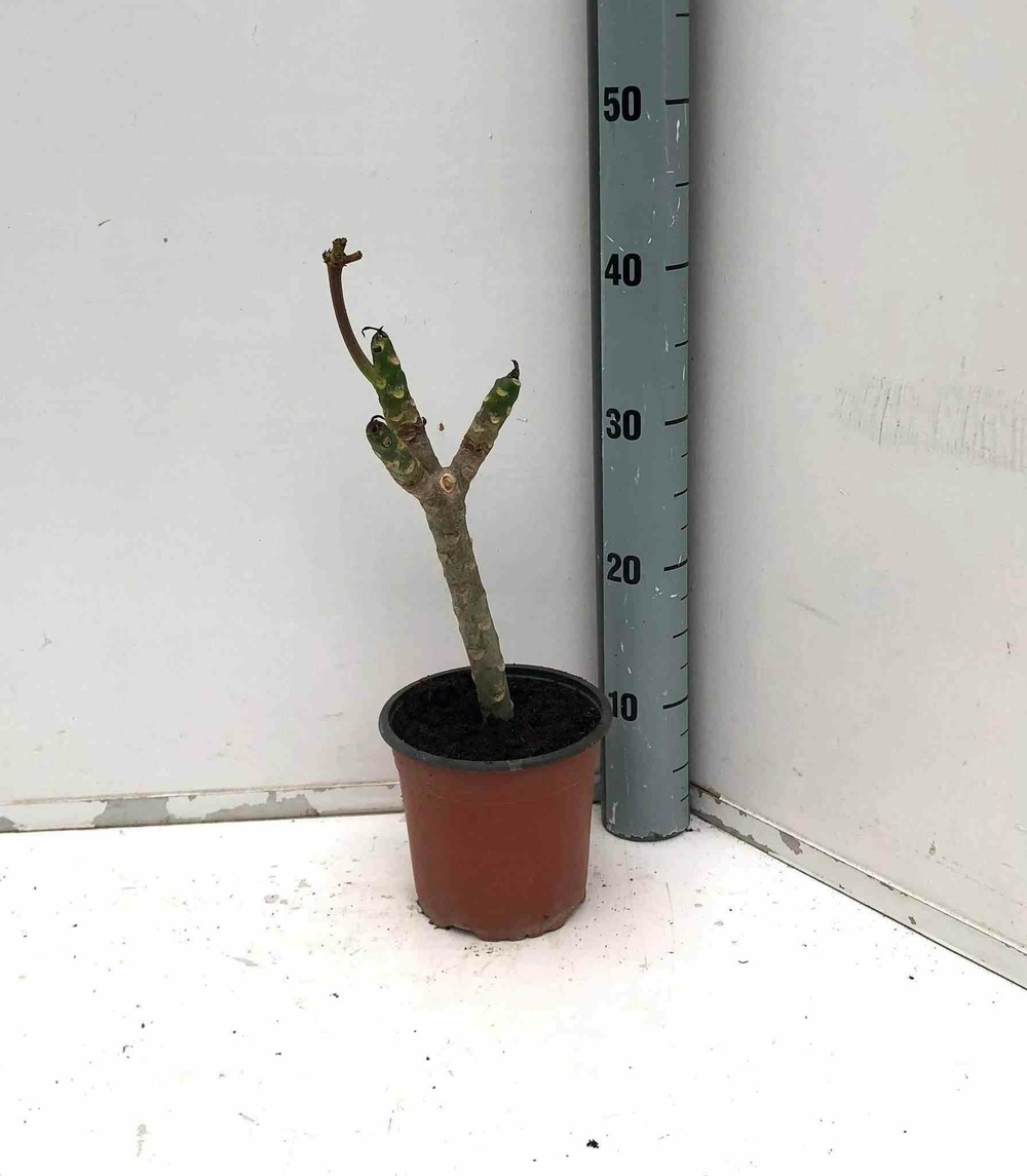 Plumeria rubra rose (frangipanier) pot de 6 litres - 80/100 cm -