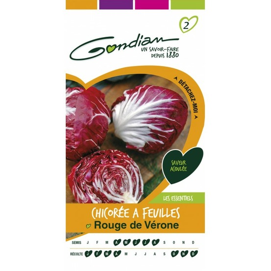 Chicorée a feuilles rouge de vérone