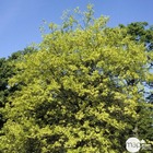 Quercus palustris c.7,5l