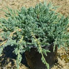 Genévrier rampant horizontalis glauca/juniperus horizontalis glauca[-]godet - 5/20 cm