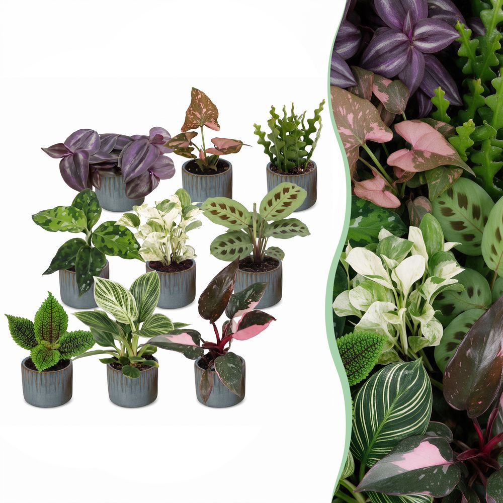 Baby plantes surprise avec cache-pots linnea bleu brume - lot de 9 mini plantes - pot ø6 cm