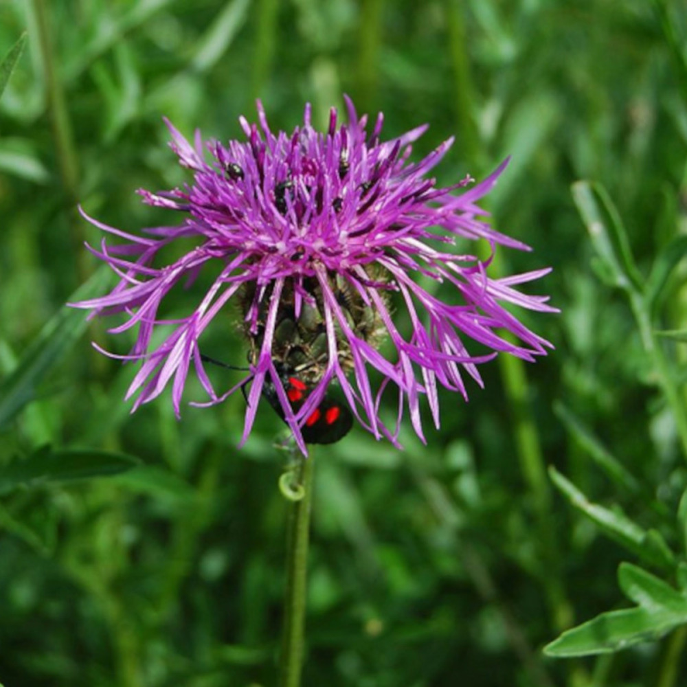 Centaurée scabieuse lot de 3 godets
