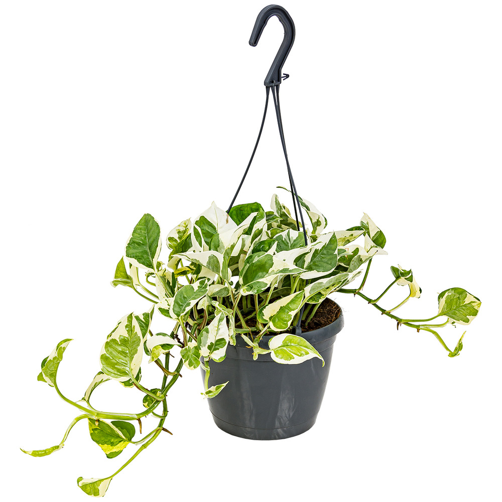 Scindapsus n-joy - lierre du diable - plante suspendue - 20-30 cm de haut - pot 15 cm