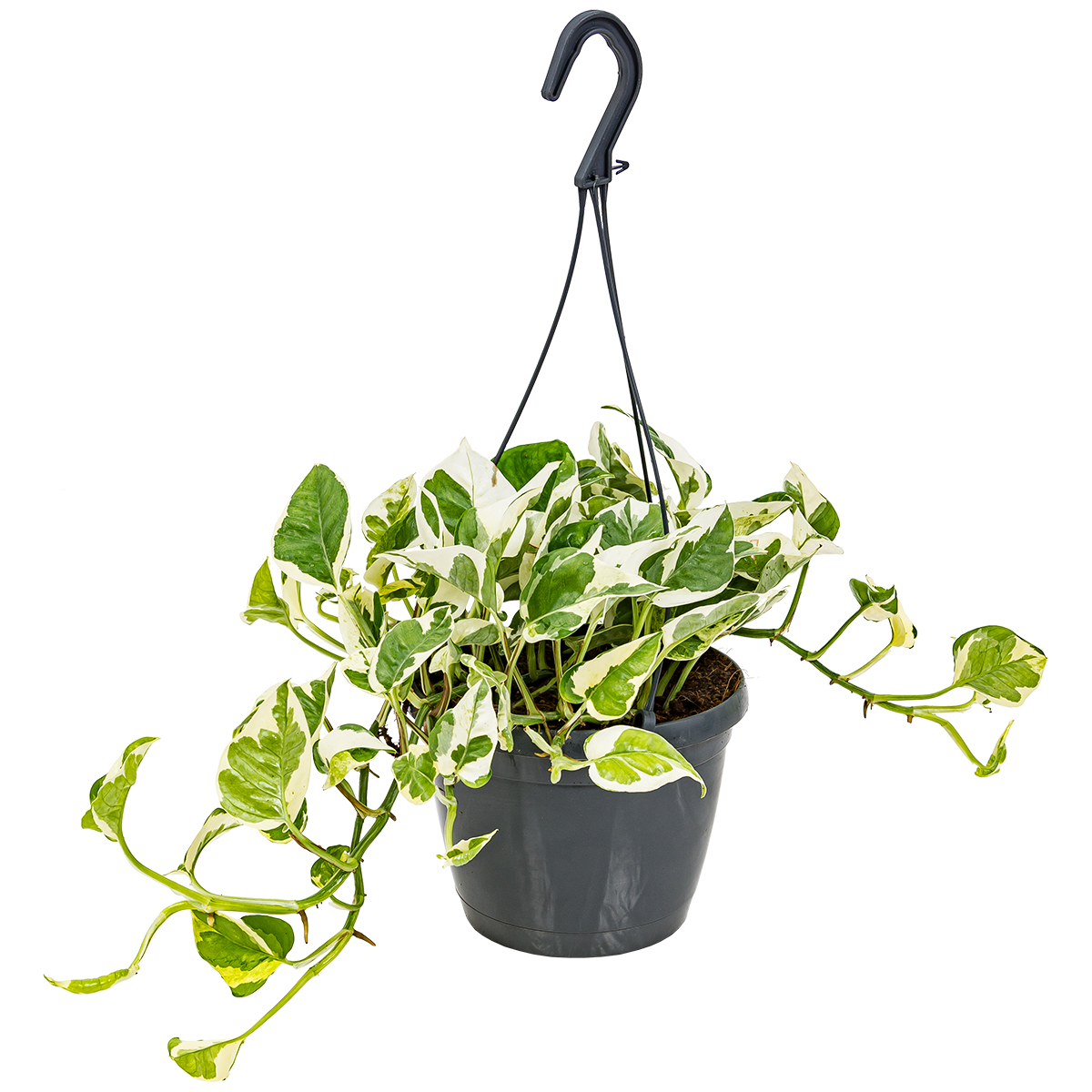 Scindapsus 'njoy' dans un simple pot suspendu - epipremnum - plante d'intérieur ⌀17 cm - ↕20 cm