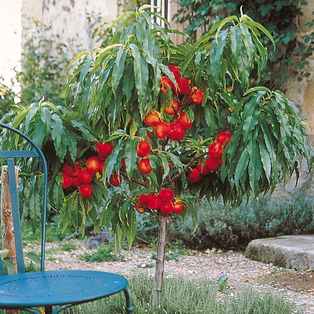 Nectarinier nain nectarella - georges delbard pot de 7,5l/10l, 1/4 de tige, tronc de 30/40cm