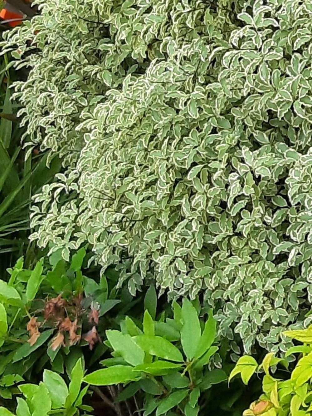 Pittosporum à petites feuilles 'variegatum' pot de 2l/3l
