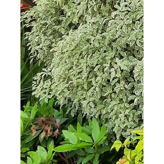 Pittosporum à petites feuilles 'variegatum' pot de 2l/3l