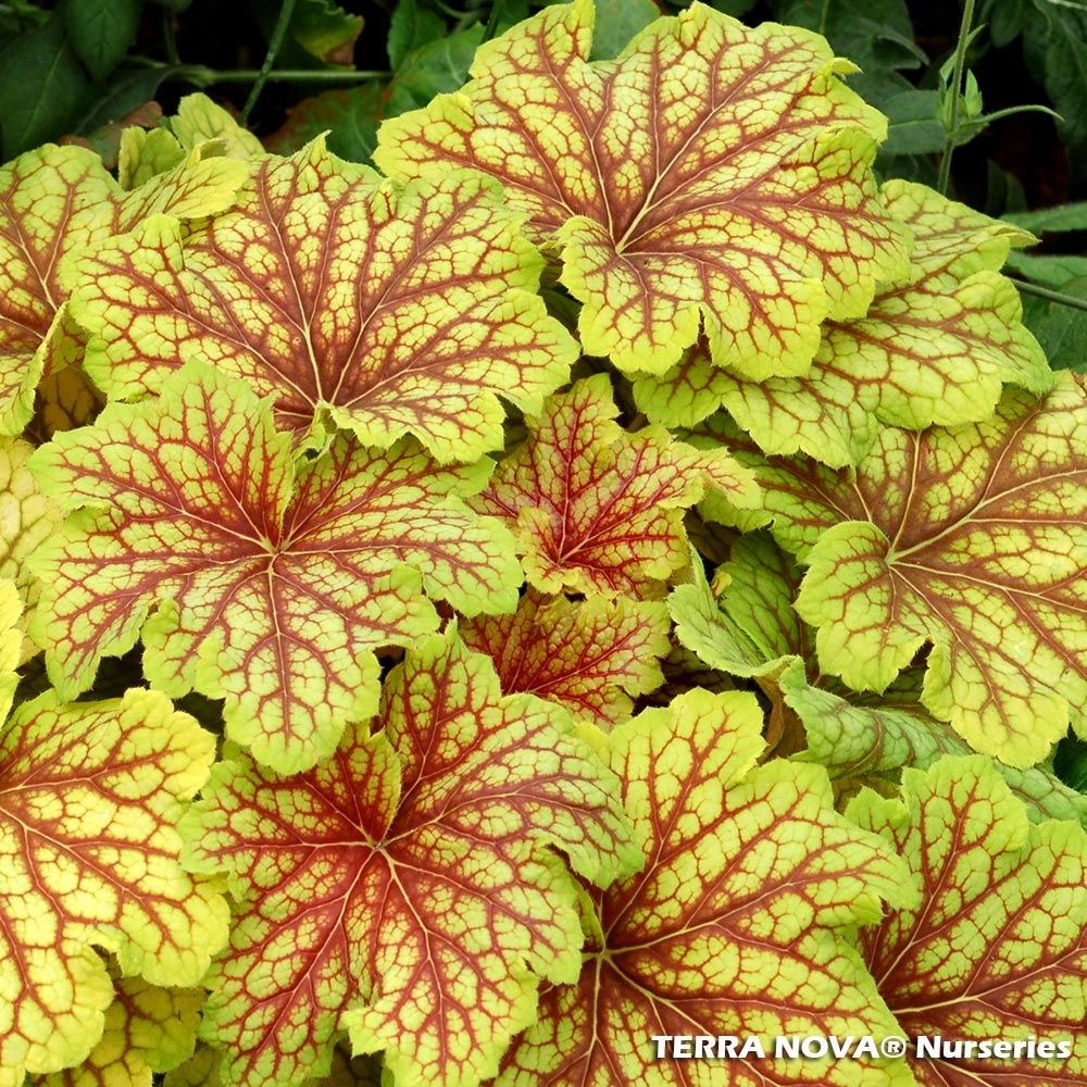 Heuchère 'red lightning' pot de 1,5l/2l
