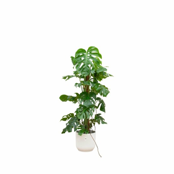 Monstera pertusum 120cm et son pot blanc 30cm - hauteur 120cm