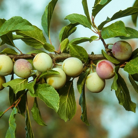 Prunier 'reine claude d'oullins' pot de 7,5l/10l, gobelet