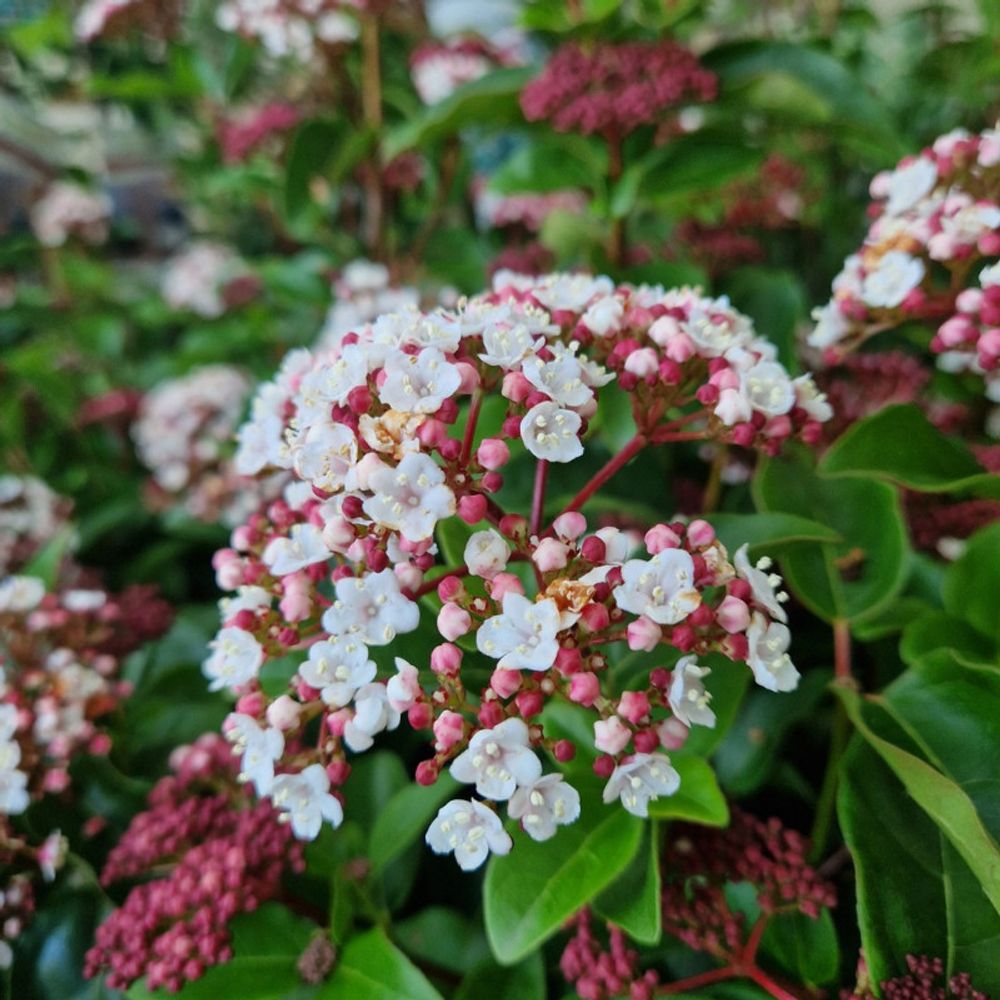 Viorne, laurier tin lisarose®, viburnum pot de 3l - 20/40 cm