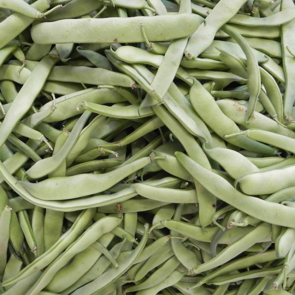 Graines de haricot grimpant beurre merveille de venise - vilmorin sachet