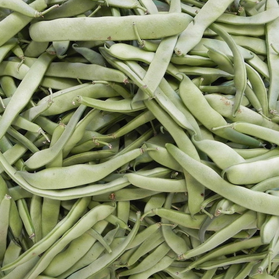 Graines de haricot grimpant beurre merveille de venise - vilmorin sachet