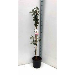 Feijoa Sellowiana (De Bouture) - Goyave Verte - Godet Arbuste Fruitier 6-10 Cm