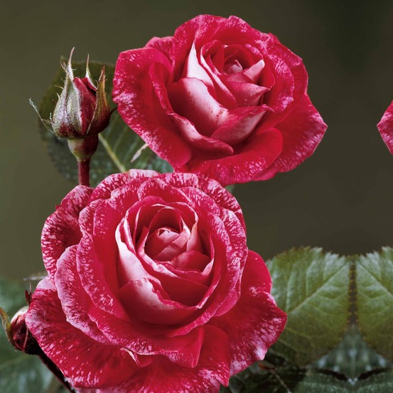 Rosier buisson famosa - la motte / 3+ branches