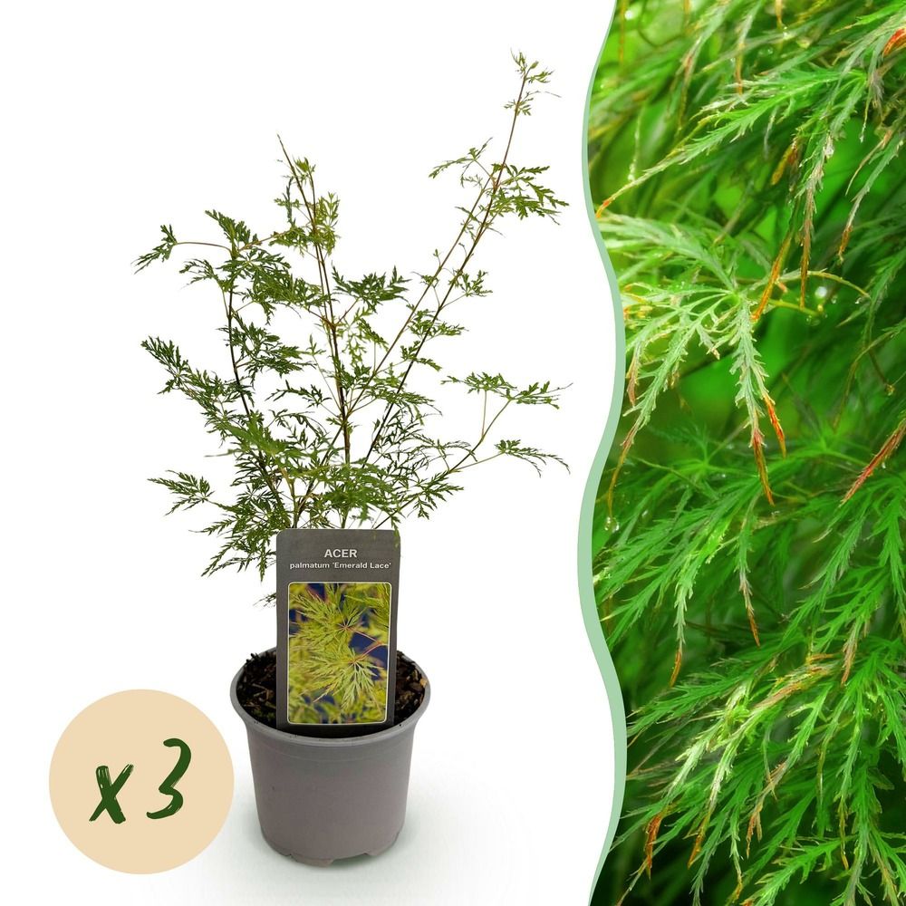 Érable du japon 'emerald lace' - lot de 3 - pot 12 cm - hauteur 35 cm