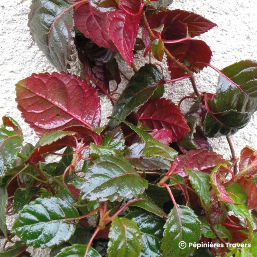 Hortensia grimpant 'winter surprise' (hydrangea petiolaris 'winter surprise')