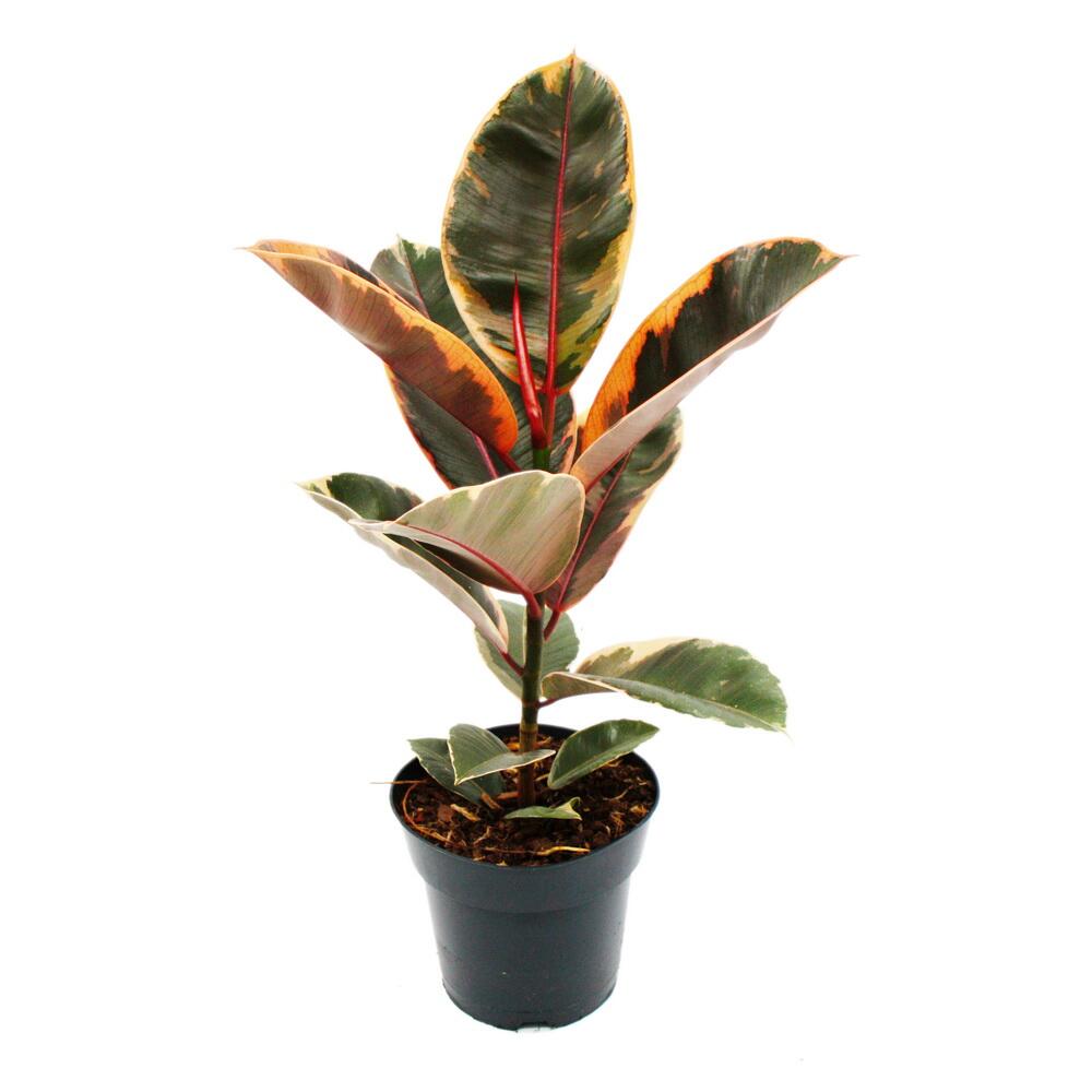Gommier rouge-coloré - ficus elastica "belize" - pot de 17cm