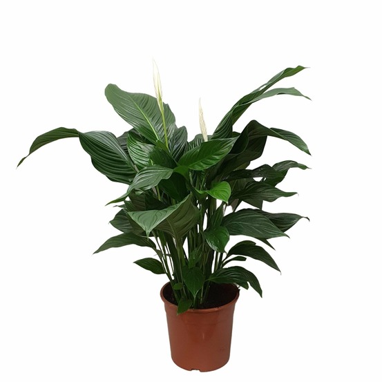 Spathiphyllum sweet silvana - h80 cm - ø24 cm