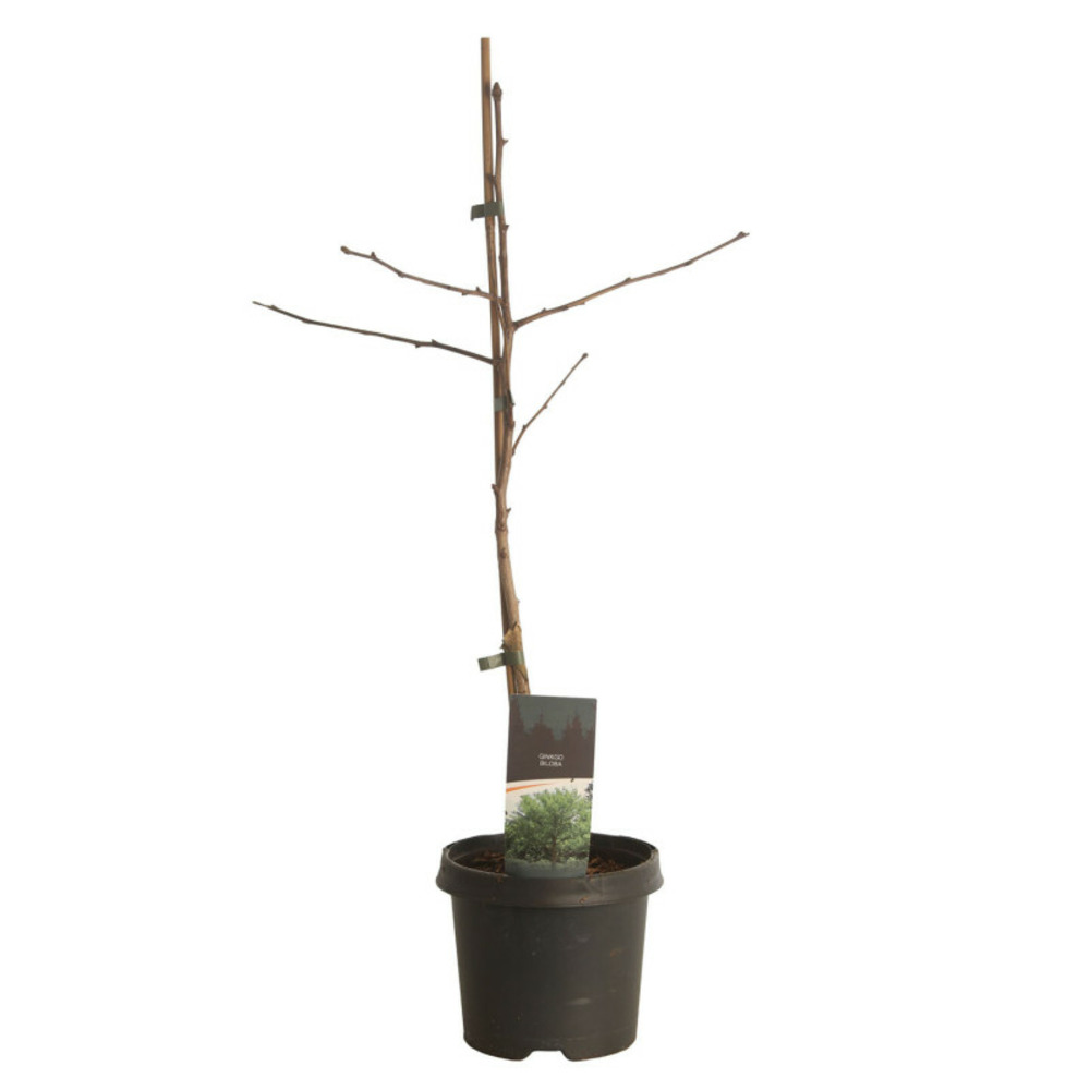 Arbre aux quarante écus pot 3l 80cm - ginkgo biloba