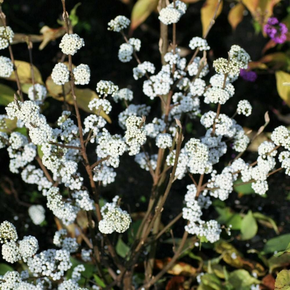 Callicarpa, arbuste aux bonbons magical® snowstar 'kolmsnostar' pot de 1,5l - 10/20 cm